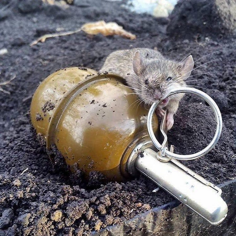 Мышь с гранатой.jpg