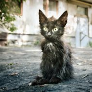Чучело-мяучело. Илья Бескаравайный (Рязань).jpg