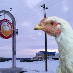 Чувашский бройлер