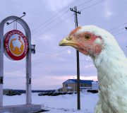 Чувашский бройлер