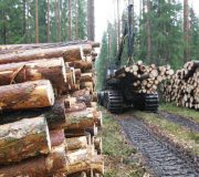 проблема незаконных вырубок