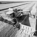 Сельское хозяйство России