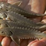 малек осетра