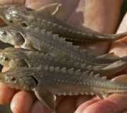 малек осетра