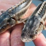 молодь осетра