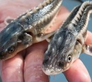 молодь осетра