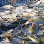 развитие аквакультуры