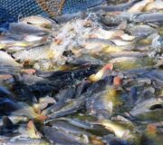 развитие аквакультуры