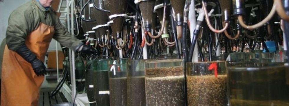 уволенные рыбоводы