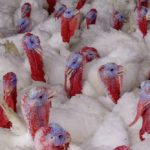 Имущество «Индюшкина» в Башкирии выставили на продажу за 6,6 млрд рублей