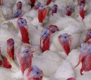 Имущество «Индюшкина» в Башкирии выставили на продажу за 6,6 млрд рублей