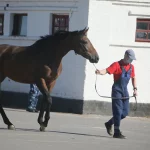 конно-спортивный комплекс под Воронежем
