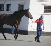 конно-спортивный комплекс под Воронежем