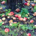 производителя яблок Белый сад