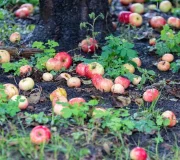 производителя яблок Белый сад