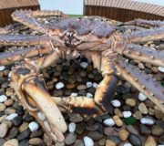 крабовых королей передали в собственность государства