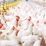 Племрепродукт