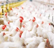 Племрепродукт